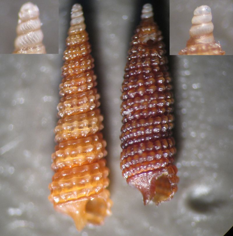 Cerithiopsis barleei?